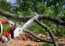 How Our Tree Care Process Works  in  Spring Valley, NV