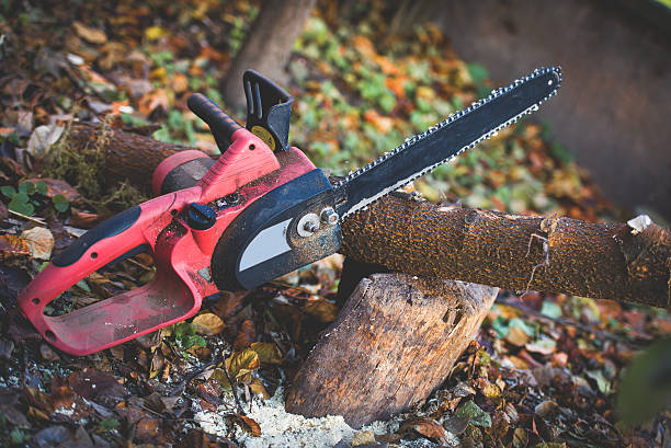 Leaf Removal in Spring Valley, NV